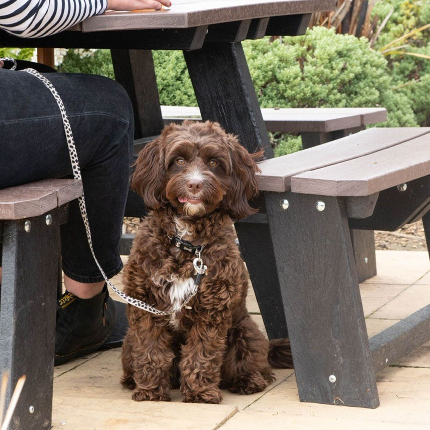 Your local dog friendly pub in Redditch